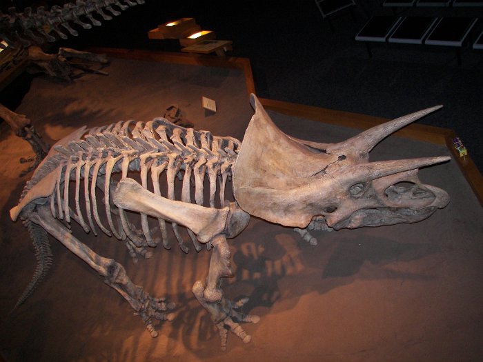 Kanada 2007 Tyrell Museum (8)